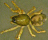  ( - TRD-ARA123)  @13 [ ] CreativeCommons - Attribution Non-Commercial Share-Alike (2014) Arne Fjellberg Arne Fjellberg Entomological Research