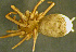  (Mastigusa - TRD-ARA131)  @11 [ ] CreativeCommons - Attribution Non-Commercial Share-Alike (2014) Arne Fjellberg Arne Fjellberg Entomological Research