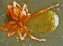  ( - TRD-ARA139)  @13 [ ] CreativeCommons - Attribution Non-Commercial Share-Alike (2014) Arne Fjellberg Arne Fjellberg Entomological Research