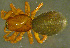  ( - TRD-ARA143)  @11 [ ] CreativeCommons - Attribution Non-Commercial Share-Alike (2014) Arne Fjellberg Arne Fjellberg Entomological Research