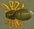  (Araeoncus - TRD-ARA147)  @15 [ ] CreativeCommons - Attribution Non-Commercial Share-Alike (2014) Arne Fjellberg Arne Fjellberg Entomological Research