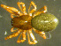  ( - TRD-ARA154)  @11 [ ] CreativeCommons - Attribution Non-Commercial Share-Alike (2014) Arne Fjellberg Arne Fjellberg Entomological Research