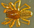  ( - TRD-ARA155)  @11 [ ] CreativeCommons - Attribution Non-Commercial Share-Alike (2014) Arne Fjellberg Arne Fjellberg Entomological Research