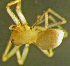  ( - TRD-ARA157)  @13 [ ] CreativeCommons - Attribution Non-Commercial Share-Alike (2014) Arne Fjellberg Arne Fjellberg Entomological Research