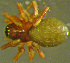  ( - TRD-ARA163)  @11 [ ] CreativeCommons - Attribution Non-Commercial Share-Alike (2014) Arne Fjellberg Arne Fjellberg Entomological Research