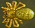  (Maro - TRD-ARA167)  @15 [ ] CreativeCommons - Attribution Non-Commercial Share-Alike (2014) Arne Fjellberg Arne Fjellberg Entomological Research