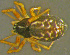  (Obscuriphantes - TRD-ARA172)  @14 [ ] CreativeCommons - Attribution Non-Commercial Share-Alike (2014) Arne Fjellberg Arne Fjellberg Entomological Research