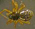  ( - TRD-ARA173)  @14 [ ] CreativeCommons - Attribution Non-Commercial Share-Alike (2014) Arne Fjellberg Arne Fjellberg Entomological Research