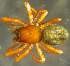  ( - TRD-ARA176)  @14 [ ] CreativeCommons - Attribution Non-Commercial Share-Alike (2014) Arne Fjellberg Arne Fjellberg Entomological Research