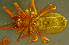  ( - TRD-ARA181)  @14 [ ] CreativeCommons - Attribution Non-Commercial Share-Alike (2014) Arne Fjellberg Arne Fjellberg Entomological Research