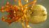  ( - TRD-ARA182)  @14 [ ] CreativeCommons - Attribution Non-Commercial Share-Alike (2014) Arne Fjellberg Arne Fjellberg Entomological Research