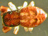  ( - TRD-ARA184)  @14 [ ] CreativeCommons - Attribution Non-Commercial Share-Alike (2014) Arne Fjellberg Arne Fjellberg Entomological Research