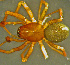  ( - TRD-ARA186)  @11 [ ] CreativeCommons - Attribution Non-Commercial Share-Alike (2014) Arne Fjellberg Arne Fjellberg Entomological Research