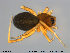  ( - TRD-ARA16)  @13 [ ] CreativeCommons - Attribution Non-Commercial Share-Alike (2014) NTNU University Museum, Department of Natural History NTNU University Museum, Department of Natural History