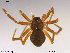  ( - TRD-ARA57)  @11 [ ] CreativeCommons - Attribution Non-Commercial Share-Alike (2014) NTNU University Museum, Department of Natural History NTNU University Museum, Department of Natural History