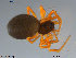  ( - TRD-ARA58)  @11 [ ] CreativeCommons - Attribution Non-Commercial Share-Alike (2014) NTNU University Museum, Department of Natural History NTNU University Museum, Department of Natural History