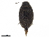  ( - BIOUG02654-B12)  @11 [ ] CreativeCommons - Attribution (2019) CBG Photography Group Centre for Biodiversity Genomics