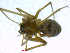  ( - BIOUG02607-E11)  @12 [ ] CreativeCommons - Attribution (2011) M. Alex Smith Centre for Biodiversity Genomics