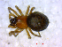  ( - BIOUG02607-H07)  @12 [ ] CreativeCommons - Attribution (2011) M. Alex Smith Centre for Biodiversity Genomics
