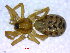  ( - BIOUG02613-A10)  @12 [ ] CreativeCommons - Attribution (2012) M. Alex Smith Centre for Biodiversity Genomics