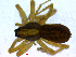  ( - BIOUG02613-D10)  @12 [ ] CreativeCommons - Attribution (2012) M. Alex Smith Centre for Biodiversity Genomics