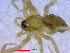  ( - BIOUG02680-G06)  @12 [ ] CreativeCommons - Attribution (2012) M. Alex Smith Centre for Biodiversity Genomics