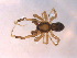  ( - BIOUG07490-A03)  @14 [ ] CreativeCommons - Attribution (2013) M. Alex Smith Centre for Biodiversity Genomics