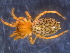  (Cicurina arcuata - BIOUG07490-B08)  @14 [ ] CreativeCommons - Attribution (2013) M. Alex Smith Centre for Biodiversity Genomics