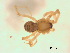  ( - BIOUG07490-C02)  @13 [ ] CreativeCommons - Attribution (2013) M. Alex Smith Centre for Biodiversity Genomics