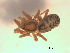  ( - BIOUG07490-C11)  @13 [ ] CreativeCommons - Attribution (2013) M. Alex Smith Centre for Biodiversity Genomics