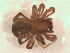  ( - BIOUG07490-D12)  @13 [ ] CreativeCommons - Attribution (2013) M. Alex Smith Centre for Biodiversity Genomics