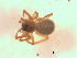  ( - BIOUG07490-E07)  @12 [ ] CreativeCommons - Attribution (2013) M. Alex Smith Centre for Biodiversity Genomics