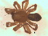  ( - BIOUG07490-E08)  @13 [ ] CreativeCommons - Attribution (2013) M. Alex Smith Centre for Biodiversity Genomics