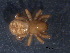  ( - BIOUG09324-A01)  @13 [ ] CreativeCommons - Attribution (2011) M. Alex Smith Centre for Biodiversity Genomics