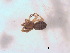  ( - BIOUG09324-D06)  @12 [ ] CreativeCommons - Attribution (2011) M. Alex Smith Centre for Biodiversity Genomics
