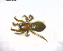  (Haplodrassus bicornis - BIOUG09324-E12)  @13 [ ] CreativeCommons - Attribution (2011) M. Alex Smith Centre for Biodiversity Genomics