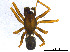  ( - BIOUG01027-F10)  @13 [ ] CreativeCommons - Attribution Non-Commercial Share-Alike (2015) M. Alex Smith Research Collection of M. Alex Smith