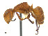  (Camponotus rectangularis - CCDB-32045-A01)  @15 [ ] CreativeCommons  Attribution Non-Commercial Share-Alike (2018) M. Alex Smith University of Guelph