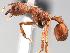  (Trachymyrmex - MAS060-07)  @15 [ ] Unspecified (default): All Rights Reserved  Unspecified Unspecified