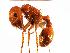  (Pogonomyrmex desertorum - MAS114-07)  @14 [ ] Unspecified (default): All Rights Reserved  Unspecified Unspecified
