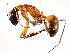  (Camponotus ocreatus - MAS118-07)  @14 [ ] Unspecified (default): All Rights Reserved  Unspecified Unspecified