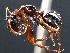  (Camponotus sansabeanus - MAS133-07)  @14 [ ] Unspecified (default): All Rights Reserved  Unspecified Unspecified