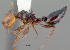  (Crematogaster rasoherinae - CASENT0068960-D01)  @13 [ ] Unspecified (default): All Rights Reserved  Unspecified Unspecified