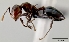  (Crematogaster agnetis - CASENT0051228-D01)  @13 [ ] CreativeCommons - Attribution Non-Commercial No Derivatives (2011) Brian Fisher California Academy of Sciences