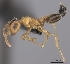  (Crematogaster sewellii - CASENT0128802-D01)  @13 [ ] CreativeCommons - Attribution Non-Commercial No Derivatives (2011) Brian Fisher California Academy of Sciences