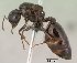  (Crematogaster DRQ01 - CASENT0135789-D01)  @13 [ ] CreativeCommons - Attribution Non-Commercial No Derivatives (2011) Brian Fisher California Academy of Sciences