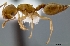  (Crematogaster maina - CASENT0436047-D01)  @13 [ ] CreativeCommons - Attribution Non-Commercial No Derivatives (2011) Brian Fisher California Academy of Sciences