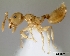  (Crematogaster telolafy - CASENT0419629-D01)  @13 [ ] CreativeCommons - Attribution Non-Commercial No Derivatives (2011) Brian Fisher California Academy of Sciences