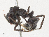  ( - CBG-A31775-B07)  @11 [ ] CreativeCommons - Attribution Share - Alike (2024) CBG Photography Group Centre for Biodiversity Genomics