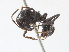  ( - CBG-A31775-B10)  @11 [ ] CreativeCommons - Attribution Share - Alike (2024) CBG Photography Group Centre for Biodiversity Genomics